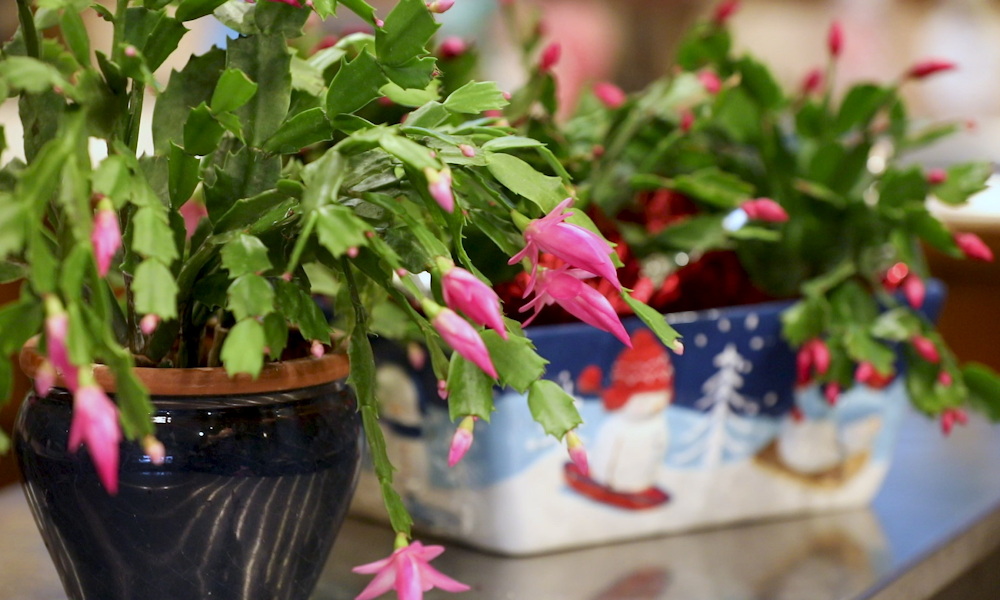 Túlélik-e a szobanövények a karácsonyi fűtési csatát? – A nagy páratartalom-háború