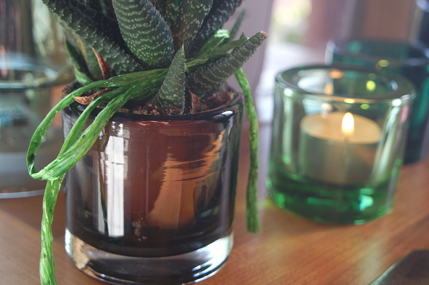 szobanovenyek karacsonyi futesi 02