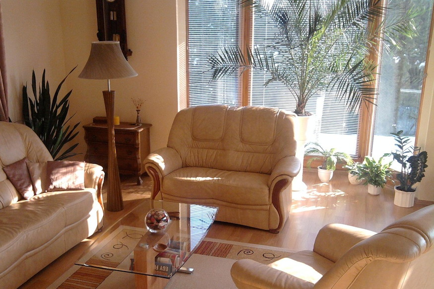 szobanovenyek karacsonyi futesi 04