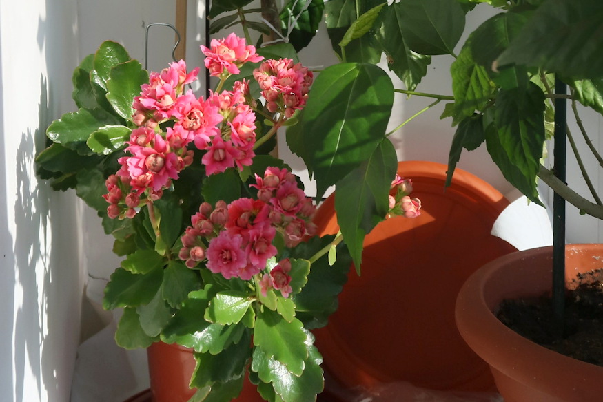 szobanovenyek karacsonyi futesi 05