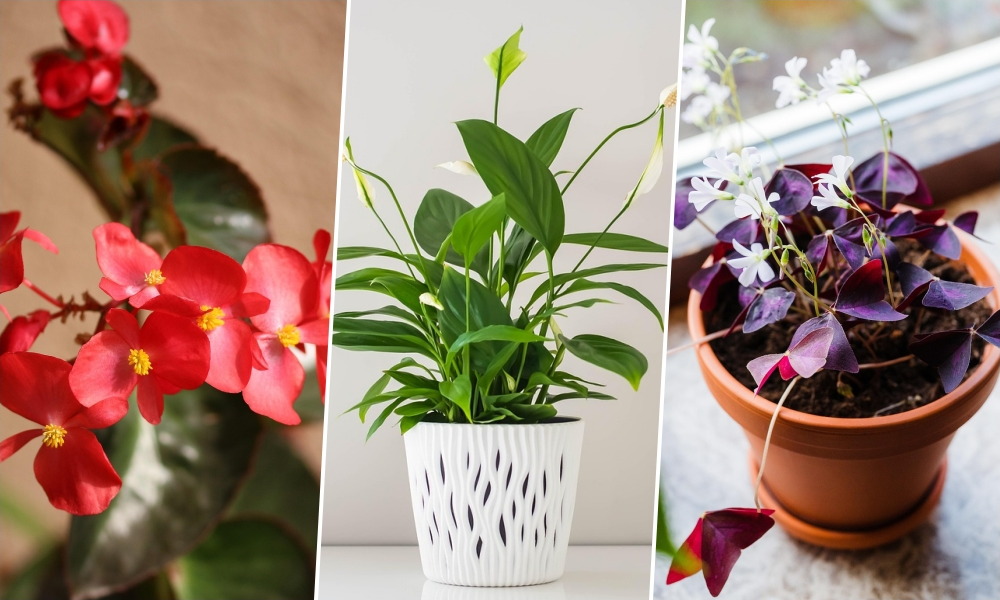 Szobanövények karácsony után – mitől sínylődnek, és mitől nem?
