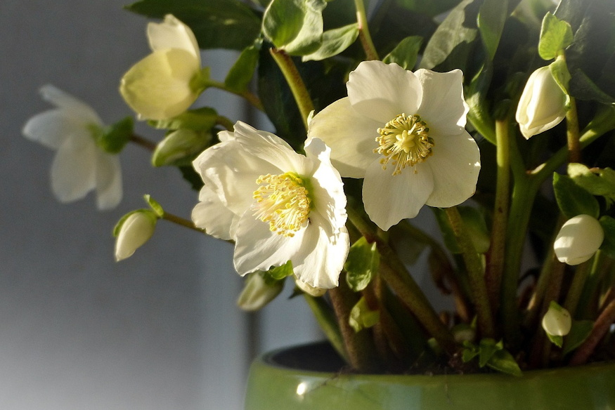 szobanovenyek mitol sinylodnek 02