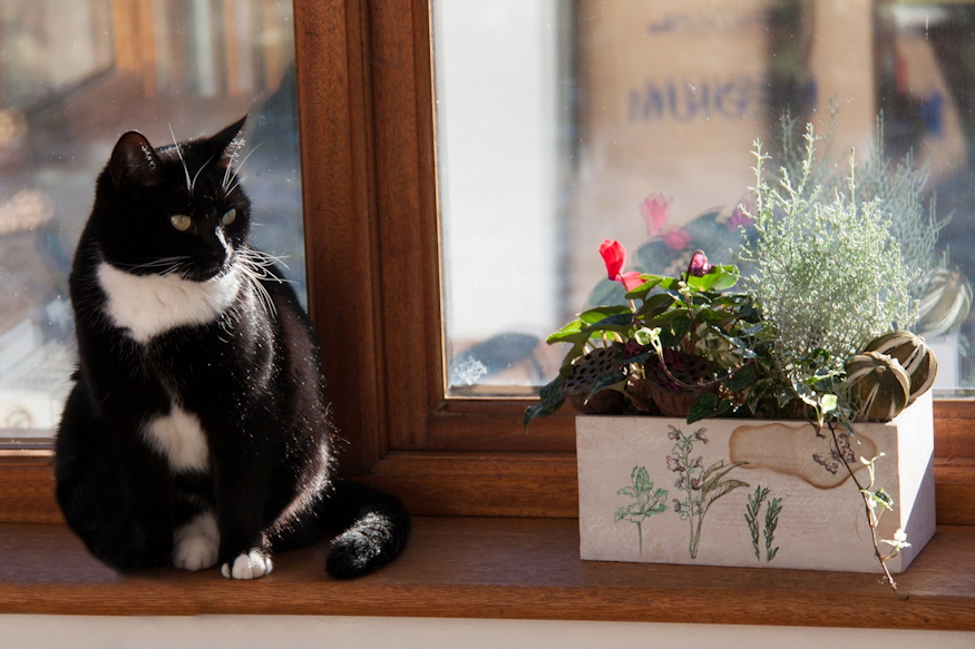 szobanovenyek mitol sinylodnek 03