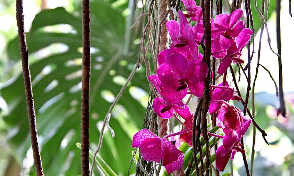 Szobanövények növénytársítása – mítosz, varázslat vagy működő zöldcsapat?