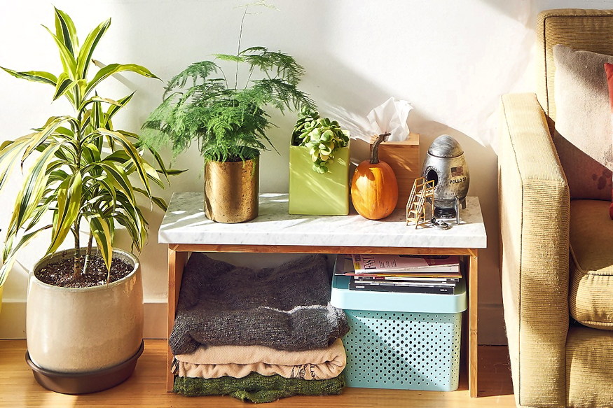 szobanovenyek novenytarsitasa 04