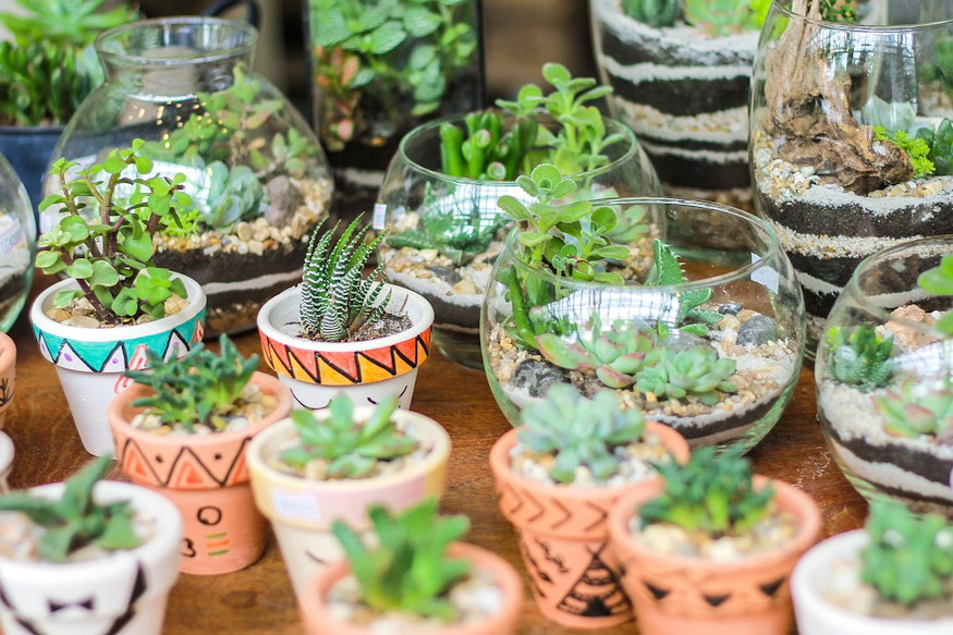 szobanovenyek novenytarsitasa 05