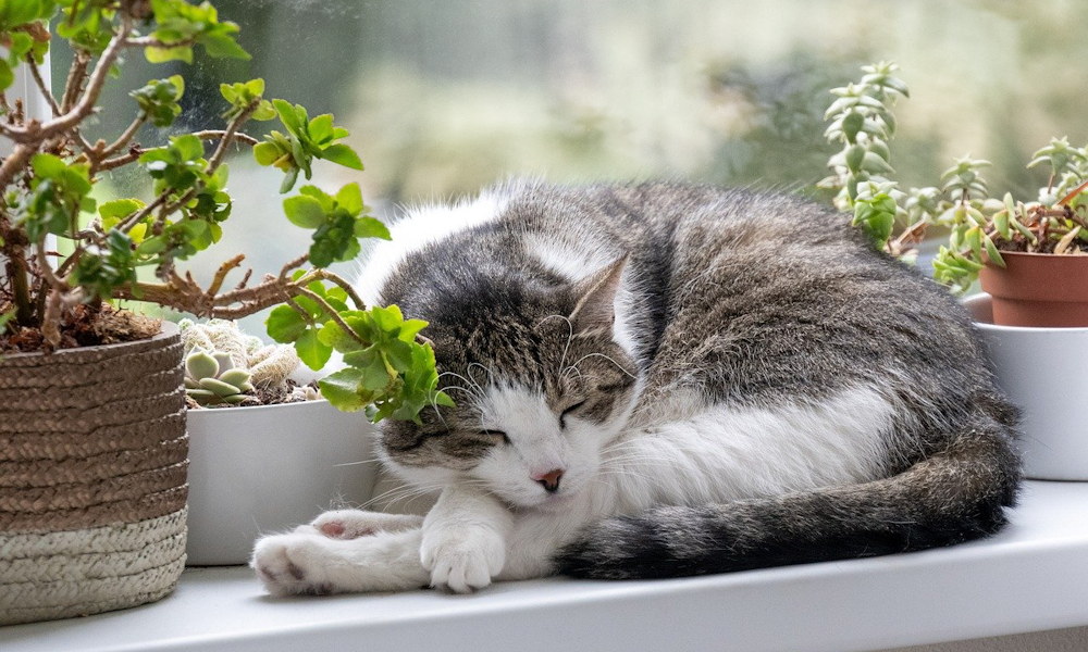 Téli ablakpárkány – mit bír el valójában?