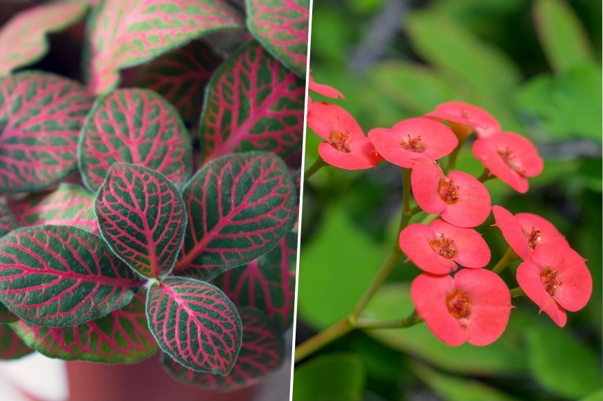 teli ablakparkany mit bir el 04