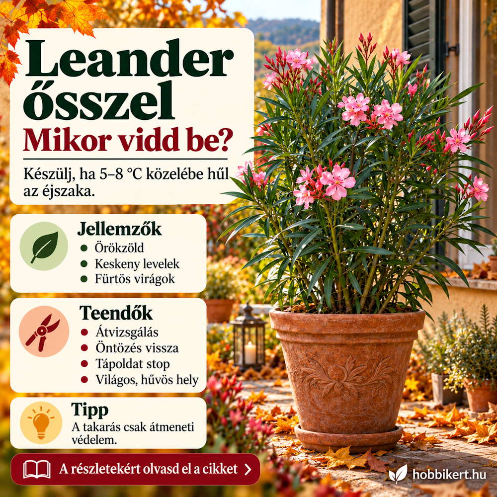 leander osszel mikor vidd be 02