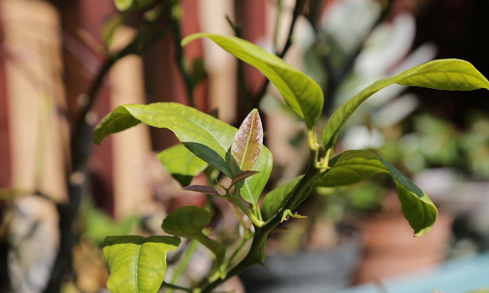 A nagy téli dilemmák: bent teleltetés vagy kinti túlélőtábor? – A növények titkos preferenciái