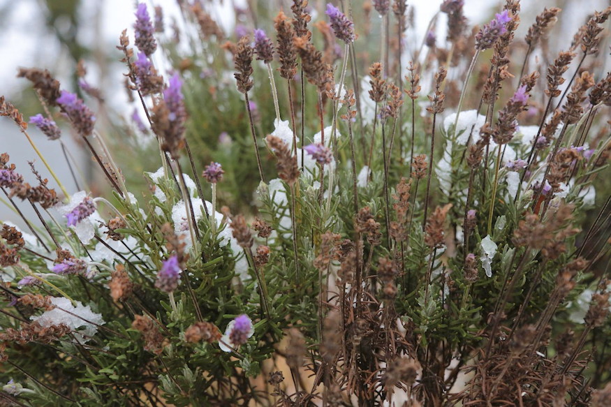 rosszul csinal fagyvedelemben 07