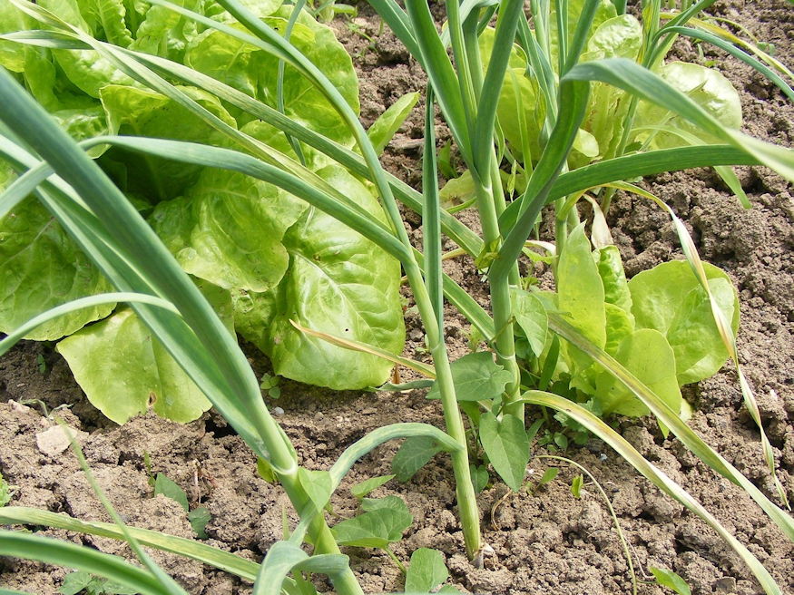 fokhagyma bosszuja 02