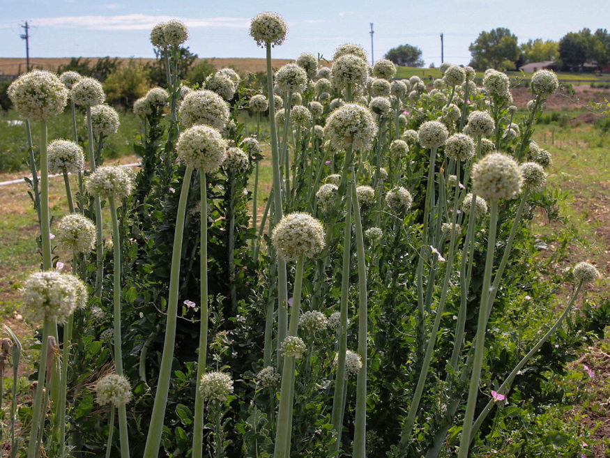 fokhagyma bosszuja 03