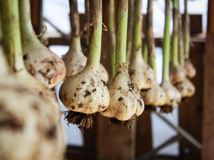 fokhagyma bosszuja 04