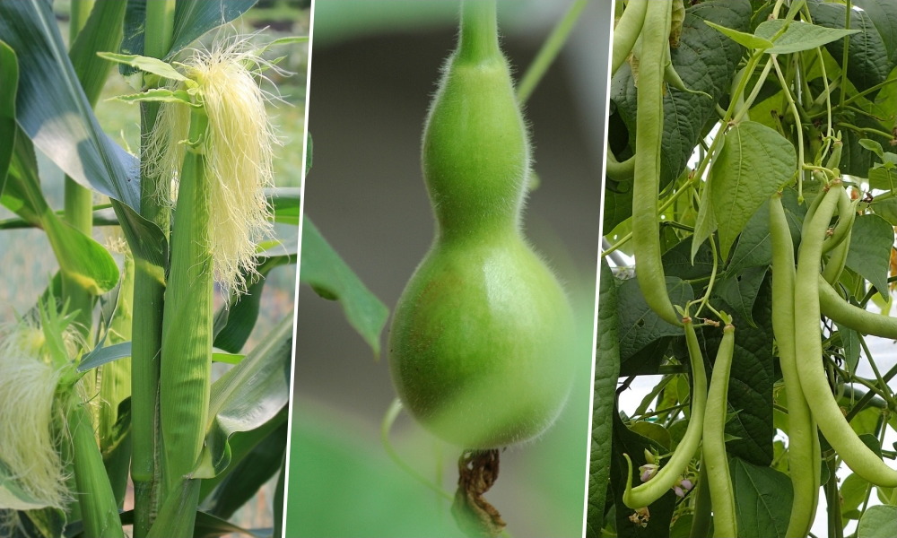 A három nővér a kertben – legenda, logika és valóság