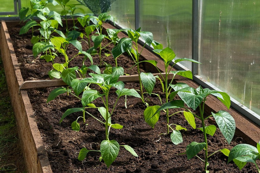 harom zoldseg amit februarban 03