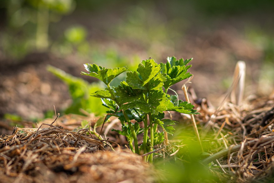 harom zoldseg amit februarban 04