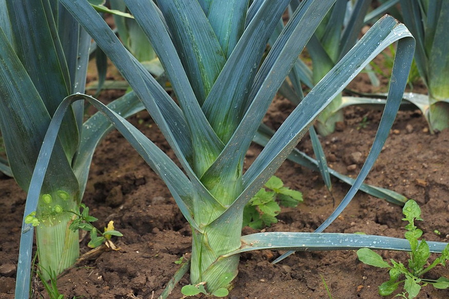 harom zoldseg amit februarban 05