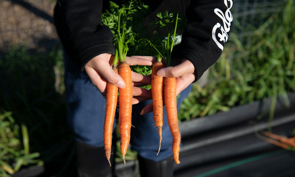 Kicsi a konyhakerted? Ez az a 3 zöldség, amivel érdemes kezdeni