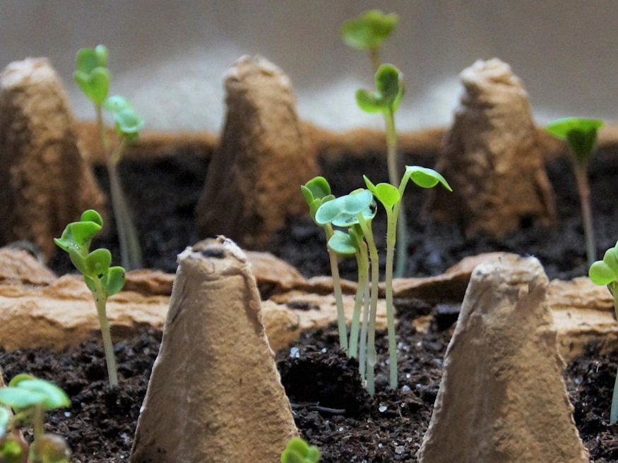 palantaneveles wc papir gurigaban 02