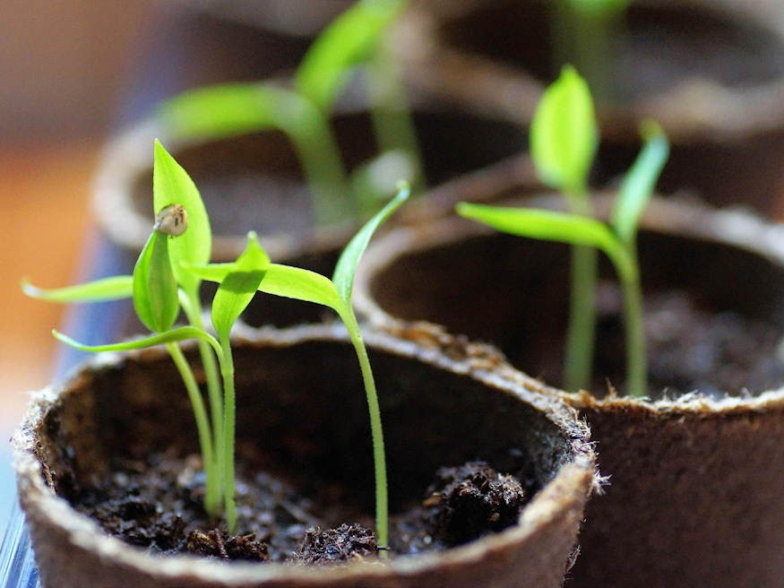 palantaneveles wc papir gurigaban 05