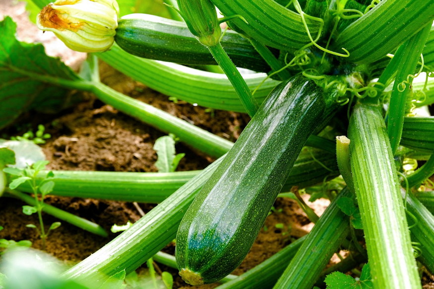 tobbet terem ha naponta szuretelem 03