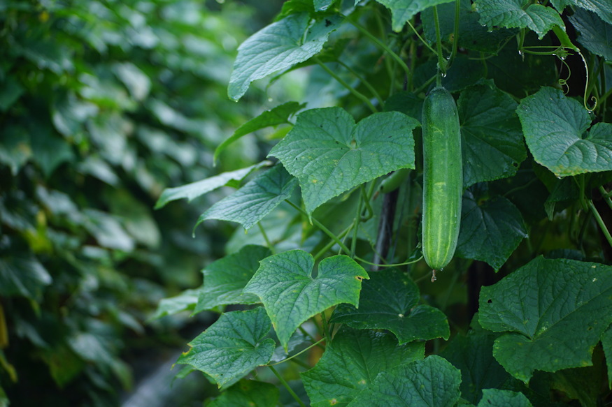 tobbet terem ha naponta szuretelem 05