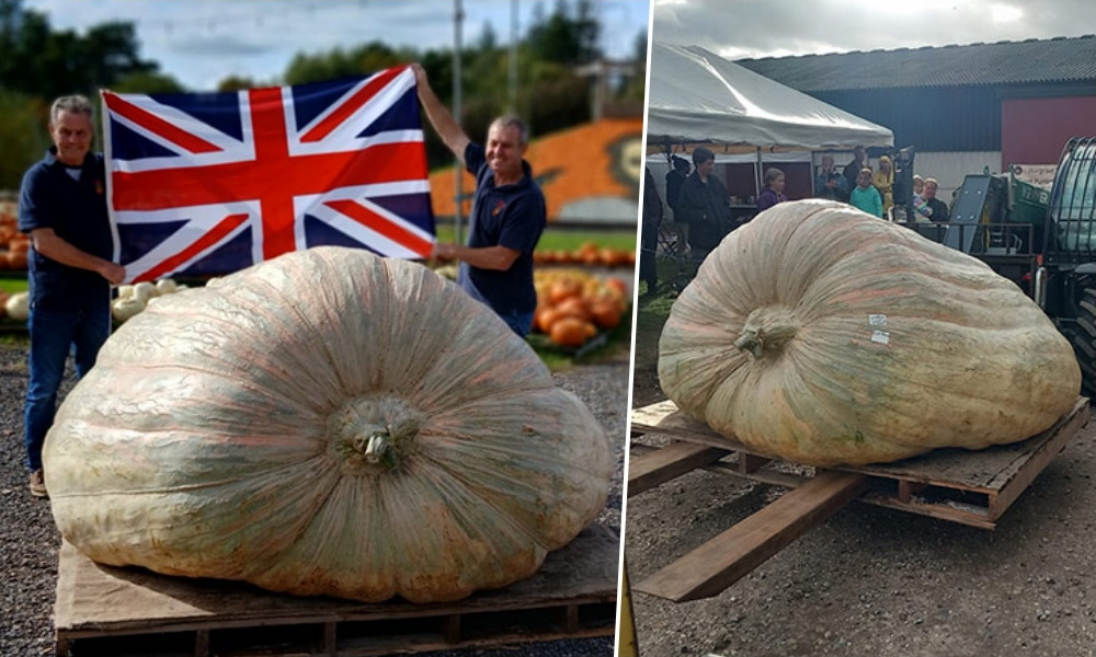 A tök, ami már nem is tök – avagy hogyan születnek a több száz kilós óriástermések?
