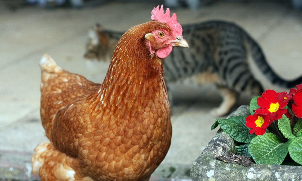 Legyen friss házi tojásunk – 5 tipp, ha csirkét szeretnénk tartani a kertben