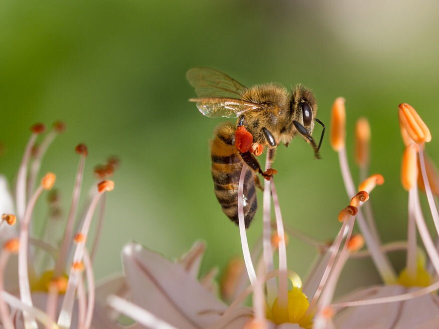 Eltűnnek a méhek? A kutatók szerint riasztó méreteket öltött a rovarpusztulás