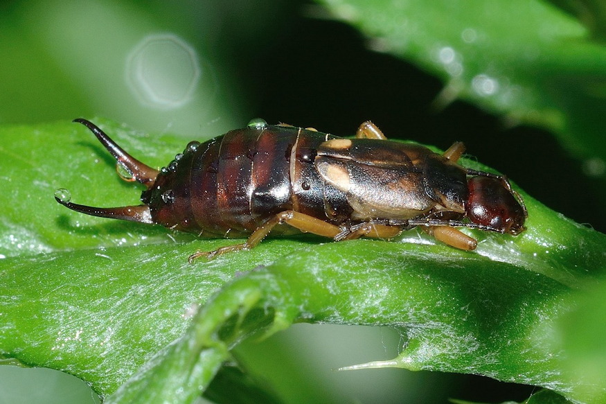 fulbemaszok viragban 02