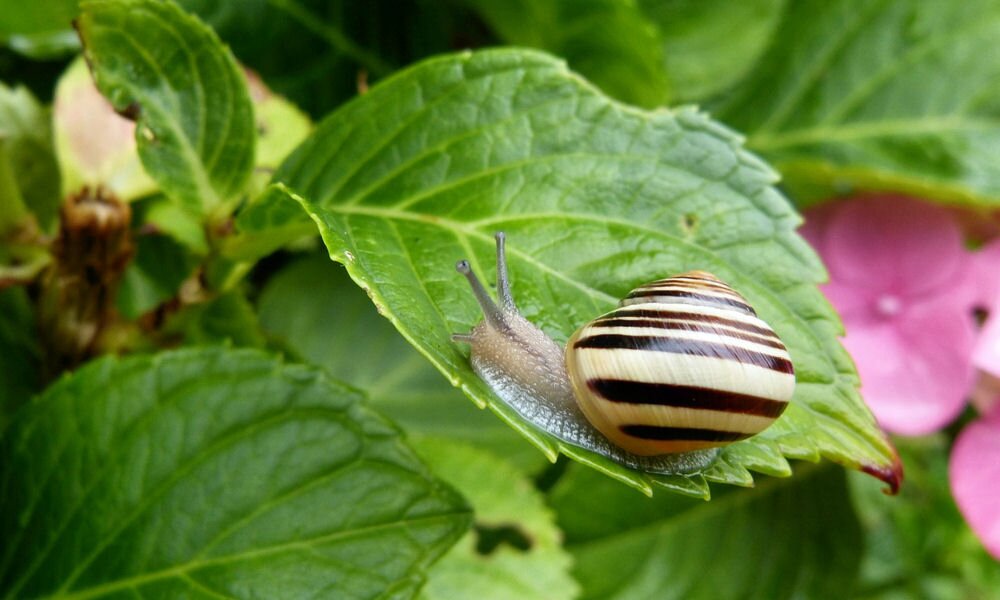 A ligeti csiga hasznos állat – ne dobjuk ki a kertünkből