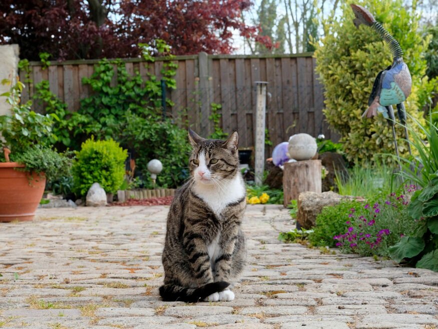 Macska a kertben: hogy az együttélés mindenkinek kellemes legyen