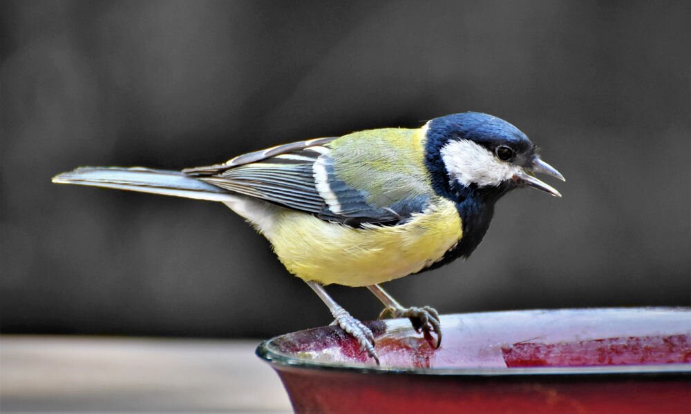 A kerti madarak télen is szomjasak – így segítsünk nekik!