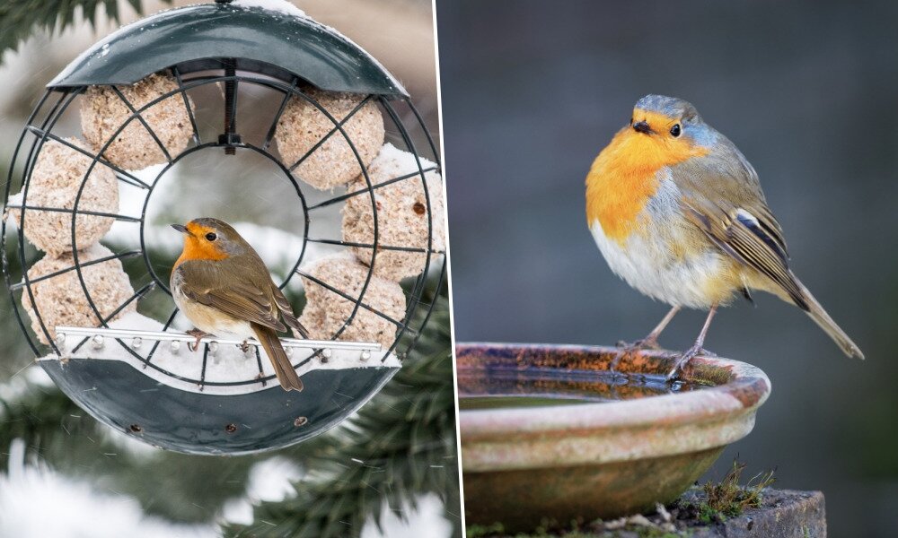 Télen legyen itató is a kertben a madaraknak!
