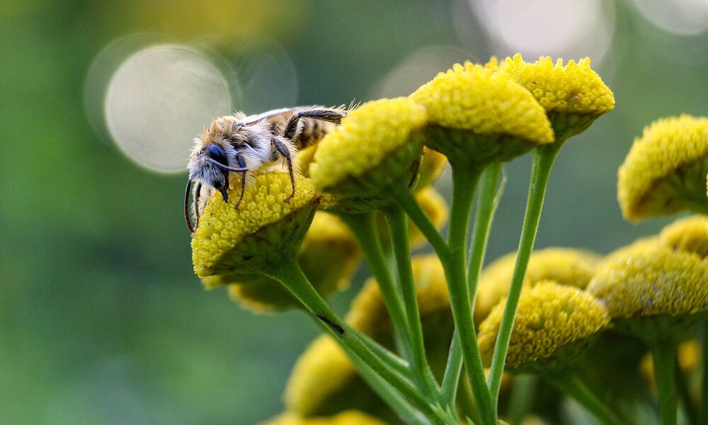 Méhecskebarát kertet nyerhetnek az ovik – terített asztal a világ legfontosabb élőlényeinek