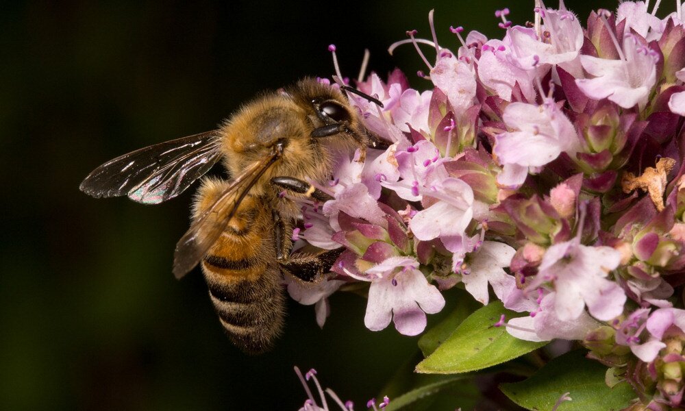 9 érdekesség a világ legfontosabb élőlényeiről, a méhekről