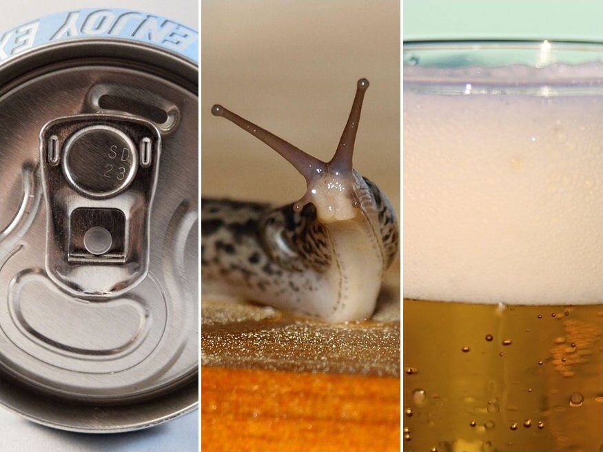 Videó bizonyítja: imádják a csigák a sört, de vesztükre!
