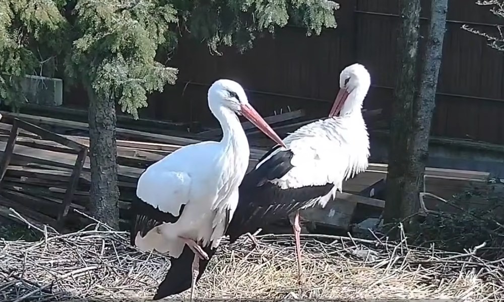Szofi idén is visszatért röpképtelen párjához – mit tanít nekünk a gólyák hűsége a kertről és a tavaszról?