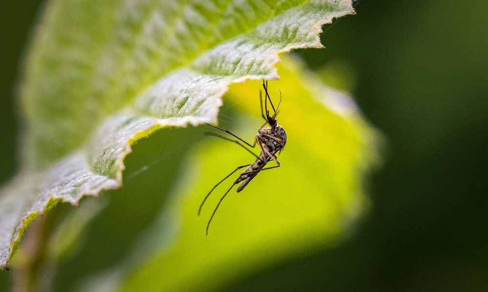 11 növény, ami remélhetően elűzi a szúnyogokat: várjuk olvasóink tapasztalatait