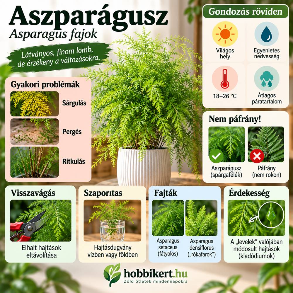 Ezért hullatja „leveleit” az aszparágusz