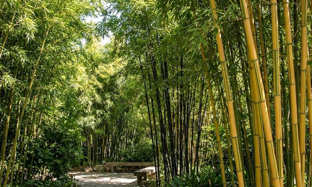 Amikor a kert susogni kezd – A Phyllostachys bambuszok világa