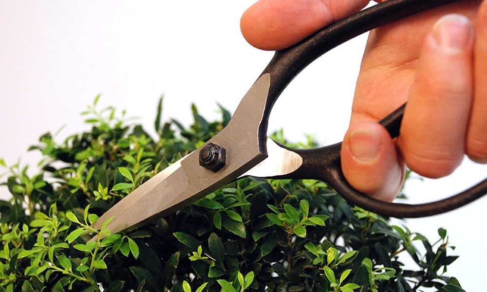 A bonsai nem felejt: egy rossz vágás évekig látszik – ezért ennyire izgalmas az Okatsune 201