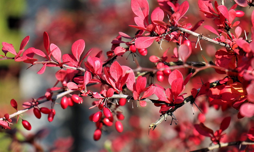 Tüskés szépségek a kertben – a borbolyák sokszínű világa