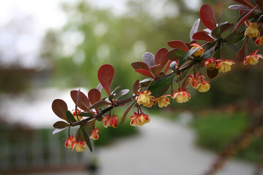 borbolyak sokszinu vilaga 02