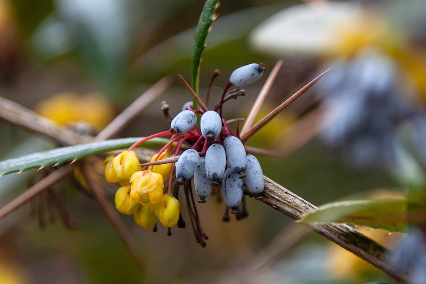 borbolyak sokszinu vilaga 03