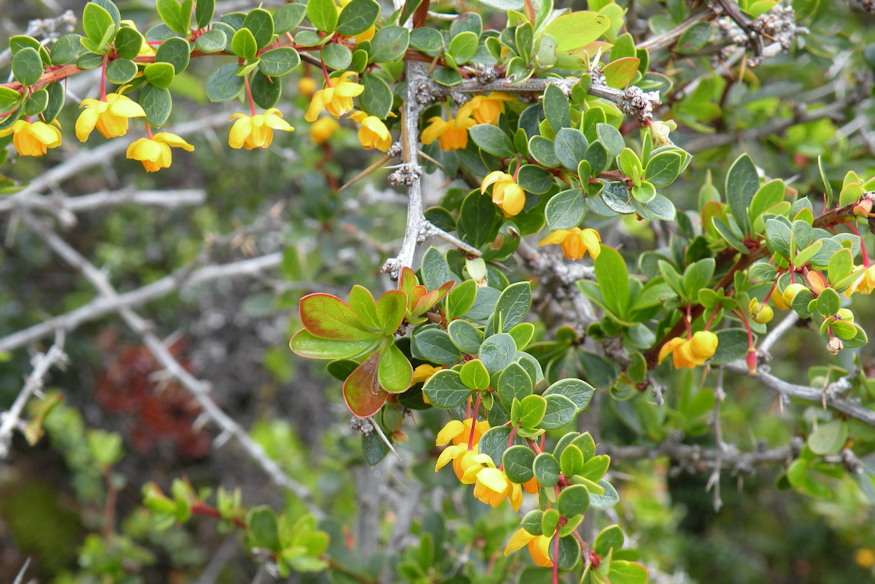 borbolyak sokszinu vilaga 04