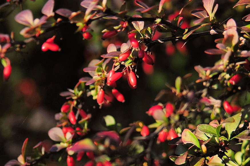 borbolyak sokszinu vilaga 05