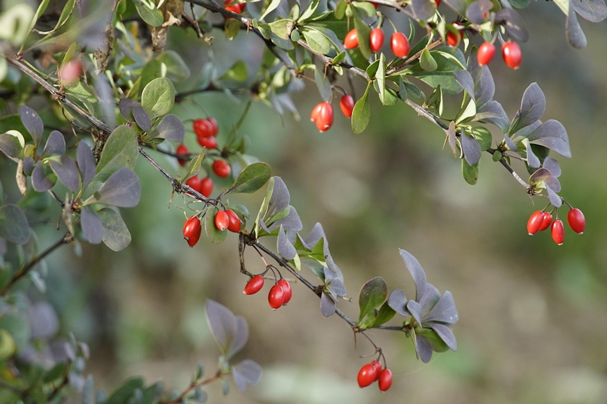 borbolyak sokszinu vilaga 06