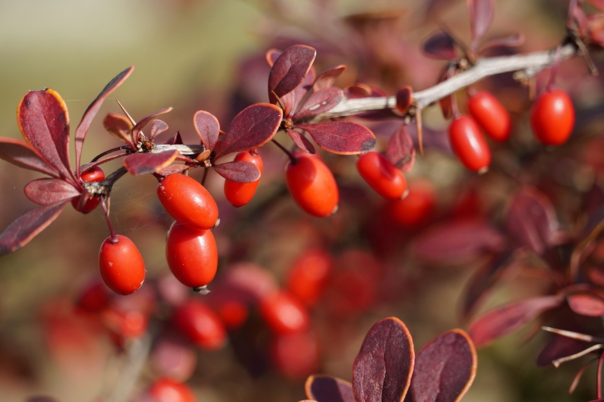 borbolyak sokszinu vilaga 07